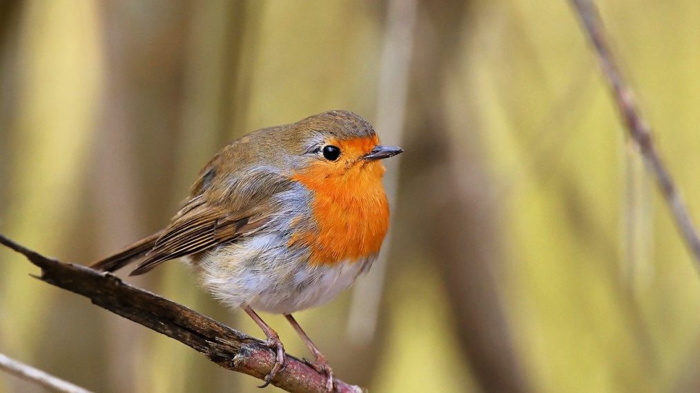 Les Vrilles de la vigne