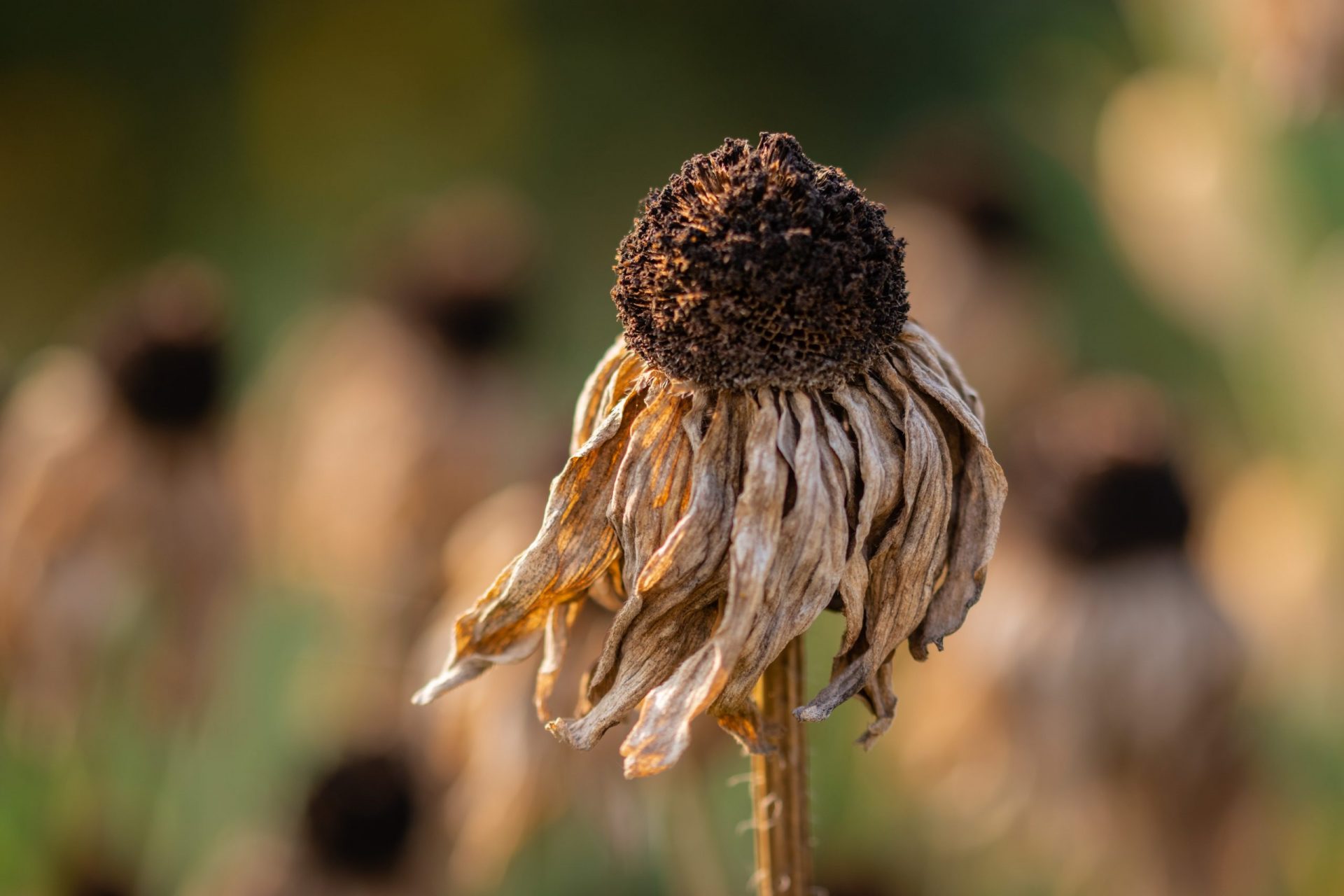comment survivre à la canicule