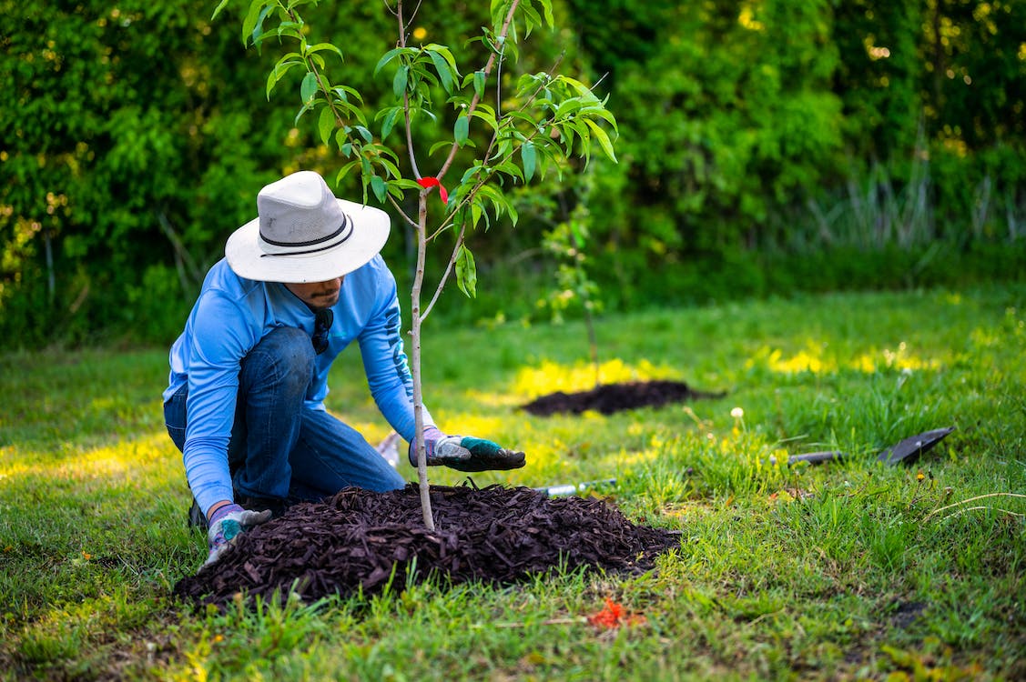 Ecosia plante-t-il vraiment des arbres ?
