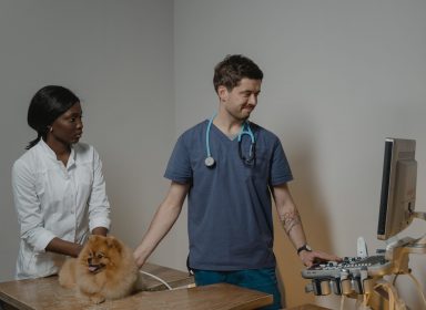 Vétérinaire, par amour des animaux ! {fiche métier}