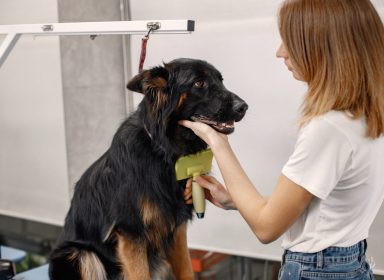 Toiletteur canin, pour prendre soin des chiens