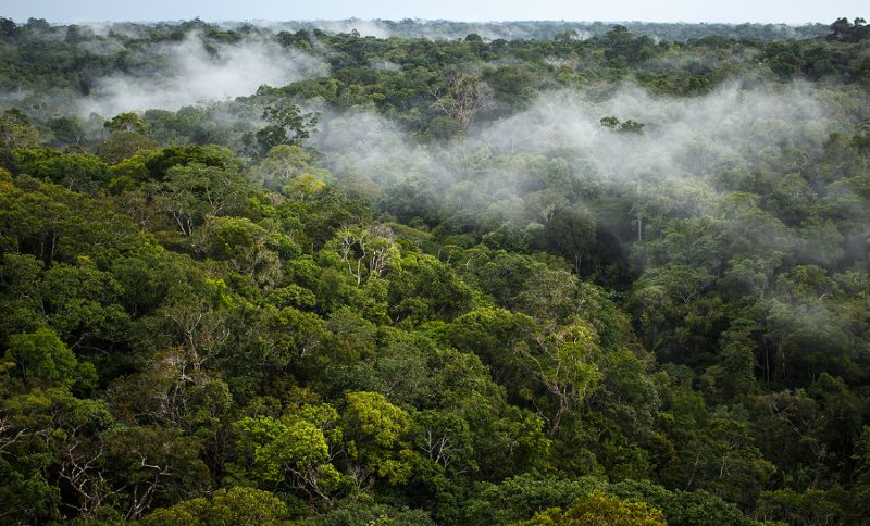 forêt amazonienne