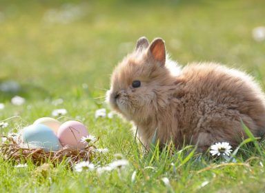 La véritable histoire de Pâques