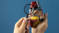 Comment fonctionne notre cœur ?