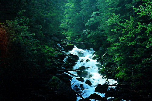 Une cascade qui coule à travers une forêt